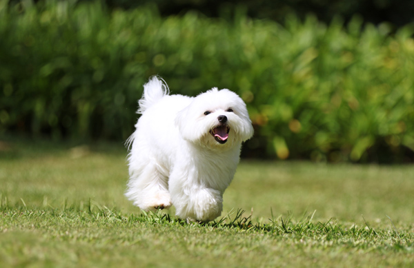 Dog running in grass Dog running in grass